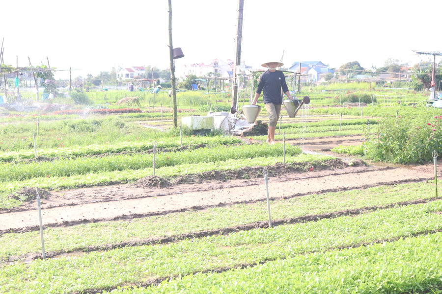 Phát triển nông nghiệp hữu cơ: Đưa cơ chế, chính sách đi vào thực tiễn