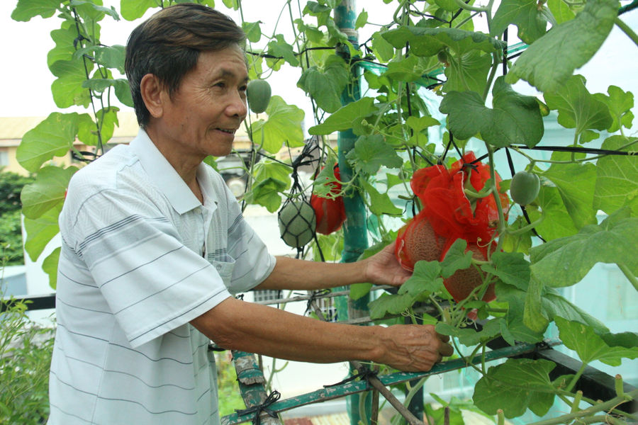 Phát triển nông nghiệp xanh trên sân thượng
