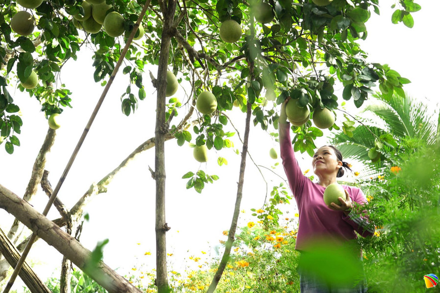 Nâng cao giá trị cây bưởi trụ ven sông Thu Bồn