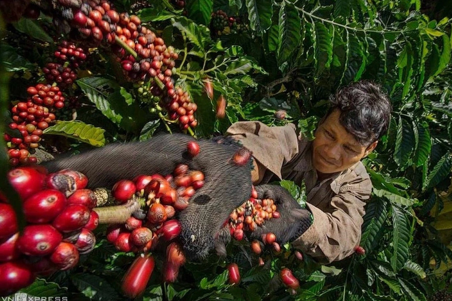 Giá cà phê hôm nay 19/8/2026: Arabica tăng 5,3%, trong nước tiến sát 100.000 đồng/kg