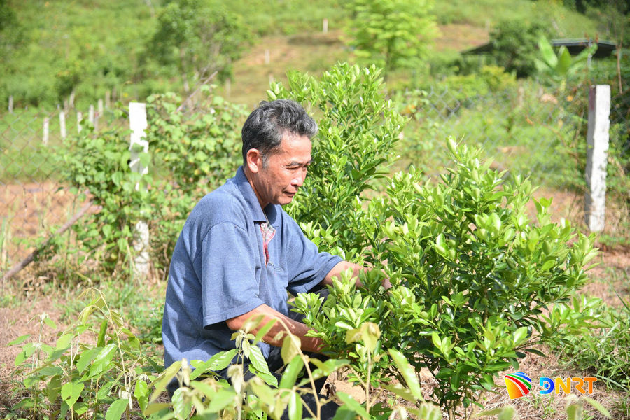 Đà Nẵng hỗ trợ nông dân phát triển các giống cây trồng mới