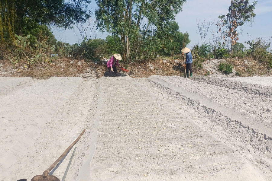 Nông dân Tất Viên xuống giống kiệu
