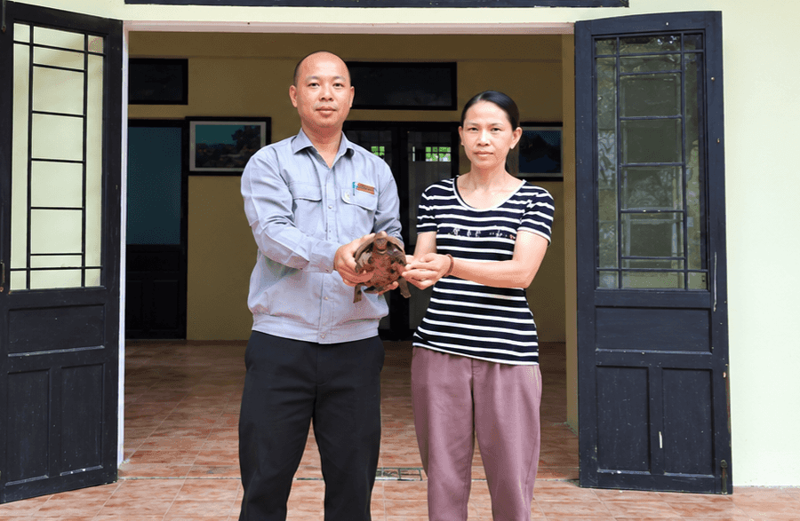 Thả cá thể rùa núi vàng quý hiếm về rừng Cù Lao Chàm