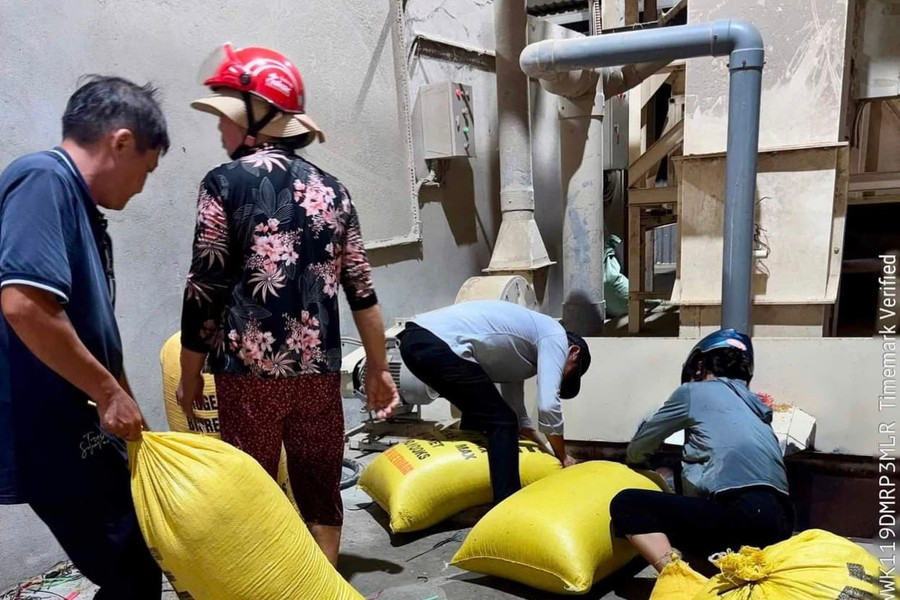 Phường Điện Bàn Bắc kết nối doanh nghiệp hỗ trợ sấy lúa cho người dân