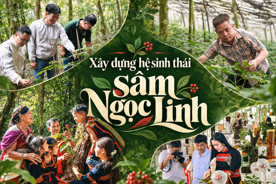 Xây dựng hệ sinh thái sâm Ngọc Linh