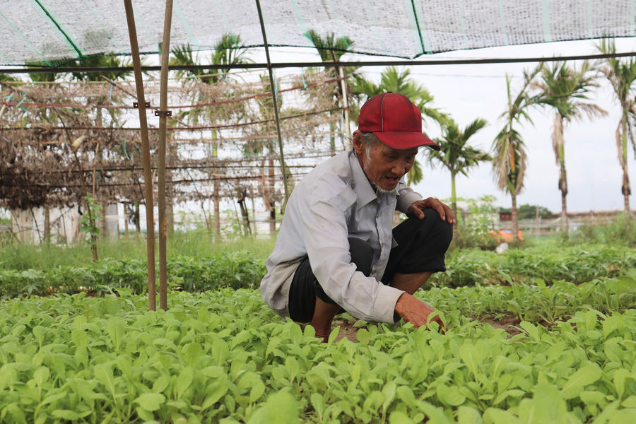 Chủ động bảo vệ sản xuất nông nghiệp
