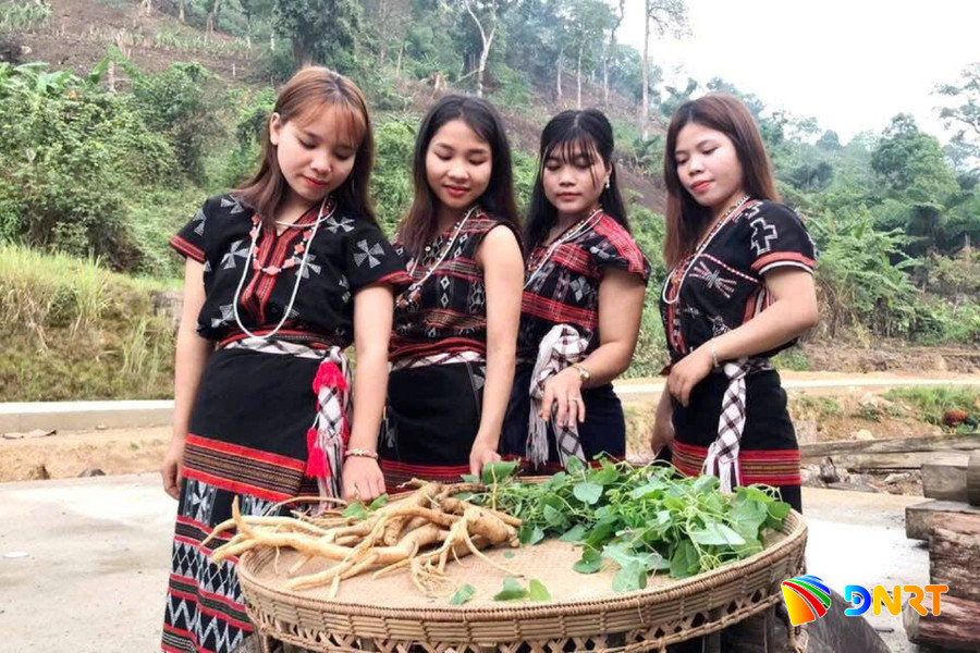 Giữ rừng bằng những mùa sâm