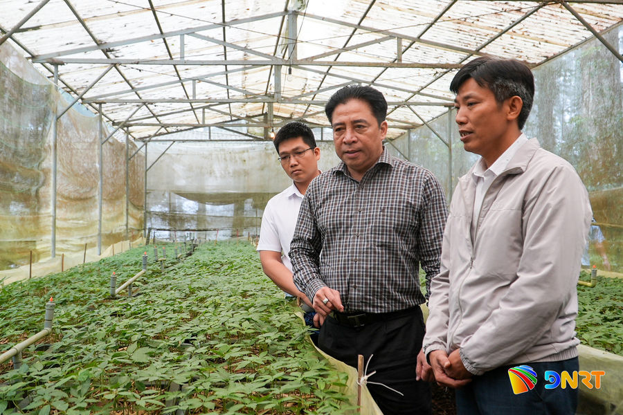 Phó Bí thư Thường trực Thành ủy Nguyễn Khắc Toàn kiểm tra vùng trồng sâm Ngọc Linh